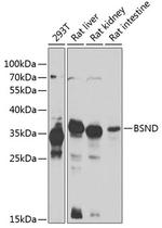 BSND Polyclonal Antibody