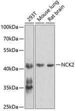 NCK2 Antibody in Western Blot (WB)