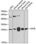 NAT8 Antibody in Western Blot (WB)