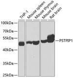 PSTPIP1 Antibody in Western Blot (WB)