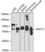 AdoHcyase 2 Polyclonal Antibody