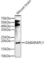 GABARAPL1 Polyclonal Antibody