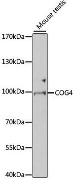 COG4 Polyclonal Antibody