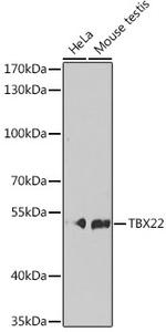 TBX22 Polyclonal Antibody