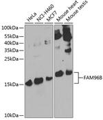 FAM96B Polyclonal Antibody