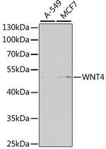 WNT4 Polyclonal Antibody