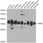GNB1L Polyclonal Antibody