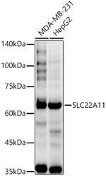 SLC22A11 Polyclonal Antibody