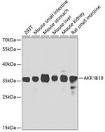 AKR1B10 Polyclonal Antibody