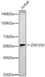 ZNF350 Polyclonal Antibody