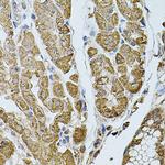 CHRFAM7A Antibody in Immunohistochemistry (Paraffin) (IHC (P))