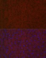LRG1 Antibody in Immunocytochemistry (ICC/IF)