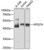 VPS37A Polyclonal Antibody