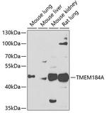 TMEM184A Polyclonal Antibody