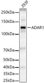 ADAR Antibody in Western Blot (WB)
