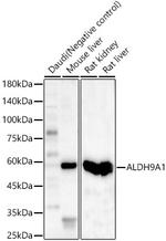 ALDH9A1 Polyclonal Antibody