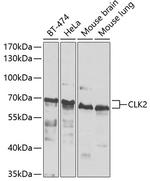 CLK2 Polyclonal Antibody