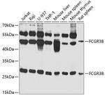 CD16 Polyclonal Antibody