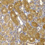 AMPK beta-1 Antibody in Immunohistochemistry (Paraffin) (IHC (P))