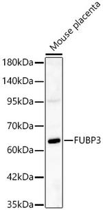 FUBP3 Polyclonal Antibody