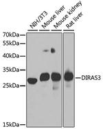 DIRAS3 Polyclonal Antibody
