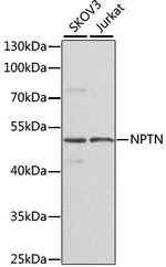 Neuroplastin Polyclonal Antibody