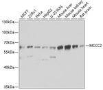 MCCC2 Polyclonal Antibody