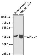 L2HGDH Polyclonal Antibody