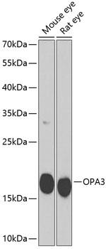 OPA3 Polyclonal Antibody