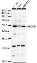 SOCS4 Polyclonal Antibody