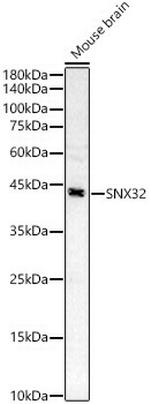 SNX32 Antibody in Western Blot (WB)