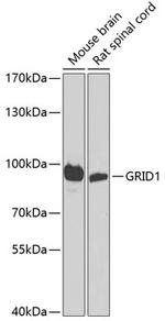 GRID1 Antibody in Western Blot (WB)