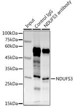 NDUFS3 Polyclonal Antibody