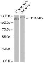 PRICKLE2 Antibody in Western Blot (WB)