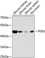 PDK3 Polyclonal Antibody