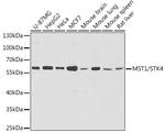 MST1 (STK4) Polyclonal Antibody