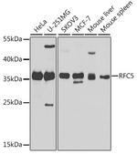RFC5 Polyclonal Antibody