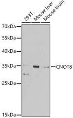 CNOT8 Polyclonal Antibody