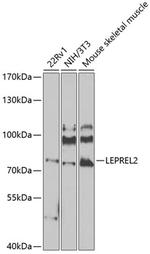 LEPREL2 Polyclonal Antibody