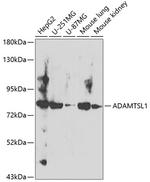 ADAMTSL1 Polyclonal Antibody