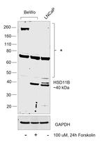 HSD11B2 Polyclonal Antibody