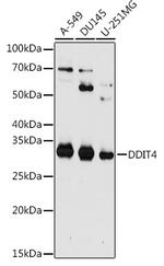 DDIT4 Polyclonal Antibody