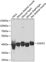 CKMT2 Polyclonal Antibody