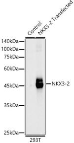 Nkx3.2 Antibody in Western Blot (WB)