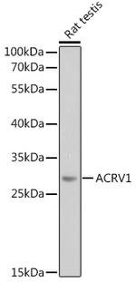 Acrosomal Vesicle Protein Polyclonal Antibody