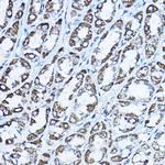 ATP Synthase O Antibody in Immunohistochemistry (Paraffin) (IHC (P))