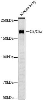 Complement C5 Polyclonal Antibody