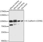 K-cadherin Polyclonal Antibody