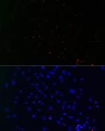 Centrin 3 Antibody in Immunocytochemistry (ICC/IF)