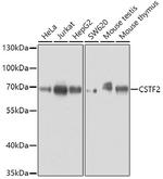CSTF2 Polyclonal Antibody